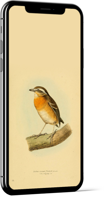 Black-cheeked Gnateater Bird Wallpaper