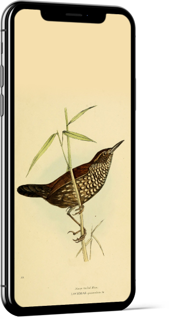 Sharp-tailed Streamcreeper Bird Wallpaper