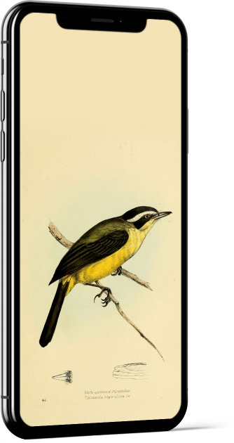 Social Flycatcher Bird Wallpaper