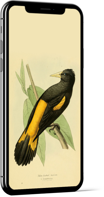 Yellow-rumped Cacique Bird Wallpaper