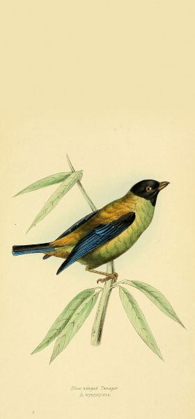 Black-headed Tanager Bird Wallpaper