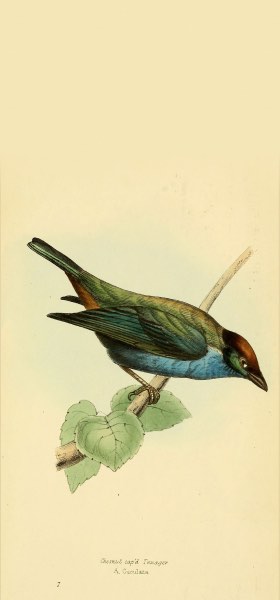 Lesser Antillean Tanager Bird Wallpaper