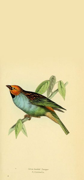 Gilt-edged Tanager Bird Wallpaper