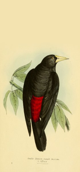 Scarlet-rumped Cacique Bird Wallpaper