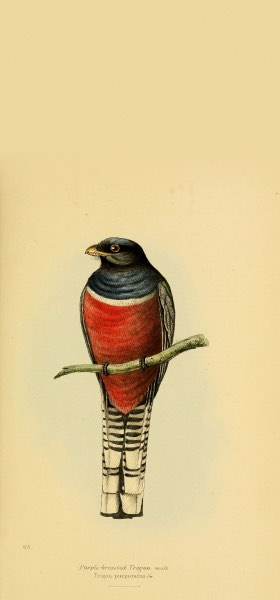 Blue-crowned Trogon Bird Wallpaper