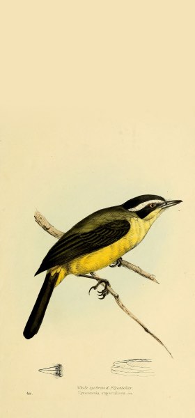Social Flycatcher Bird Wallpaper