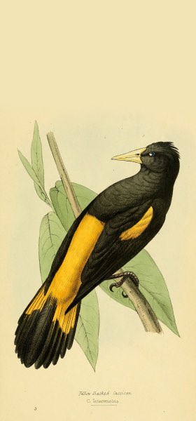 Yellow-rumped Cacique Bird Wallpaper