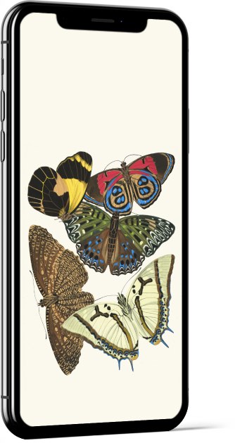 Papillons, Pl. 12 by Emile-Allain Séguy Wallpaper
