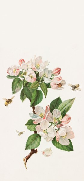 Apple Blossoms and Bees by Alois Lunzer Wallpaper