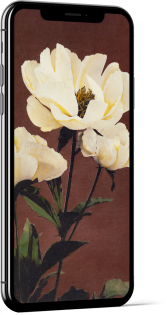 Hærdaceous Peony Yellow by Ogawa Kazumasa Wallpaper