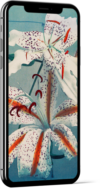 Lily White Orange by Ogawa Kazumasa Wallpaper
