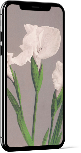 White Irises by Ogawa Kazumasa Wallpaper