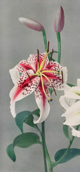 Lily White Pink II by Ogawa Kazumasa Wallpaper