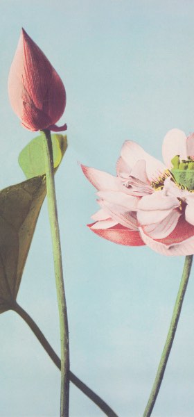 Lotus Flowers by Ogawa Kazumasa Wallpaper