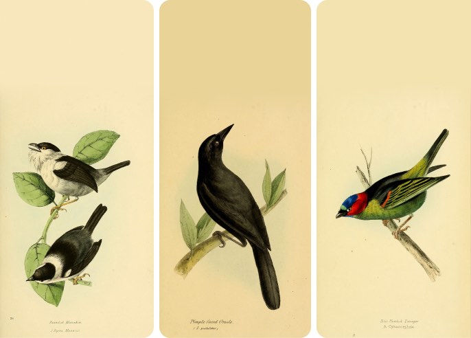 Birds of Brazil and Mexico - Wallpaper collection